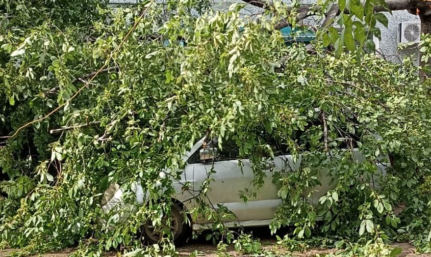 последствия сильного ветра: в благовещенске дерево упало на автомобиль
