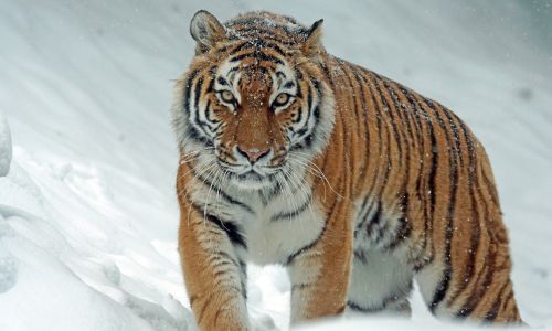 тигр наследил в ромненском муниципальном округе
