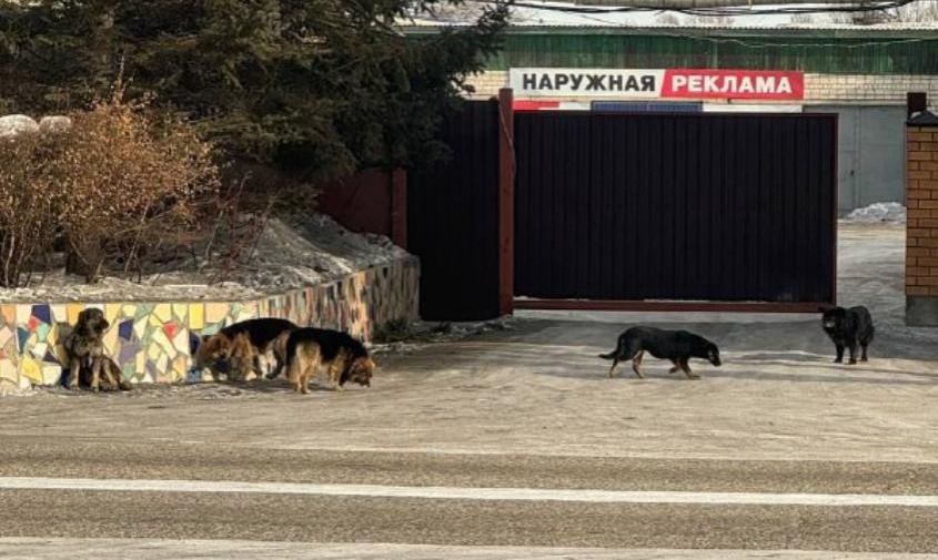 «Чипирована только одна»: в Свободном на маленького мальчика напала стая собак