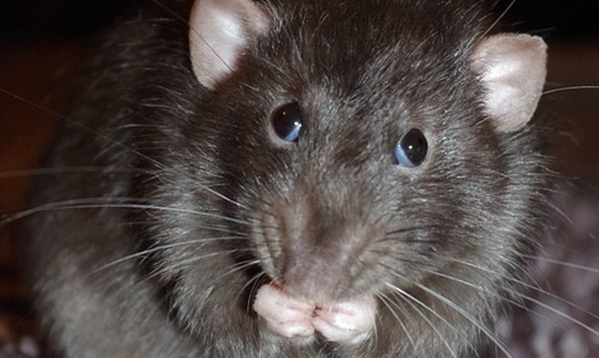 «травим каждый месяц»: мэр тынды прокомментировала ситуацию с крысами в городе 
