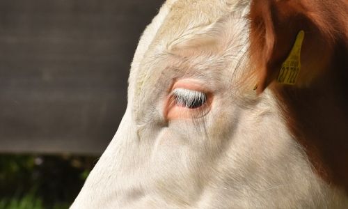 «и это элитный скот!»: на ферме в амурской области погибают от голода коровы
