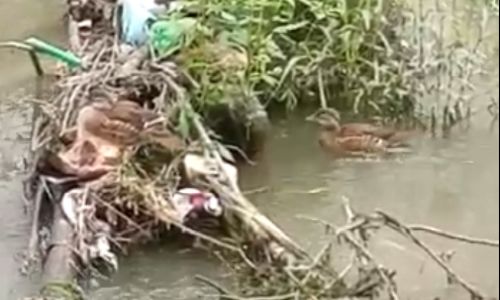 дикие и невзыскательные утки поселились в заваленной мусором бурхановке
