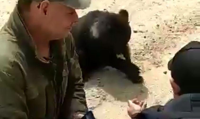медвежонка, живущего у трассы в селемджинском районе, окружили папарацци 
