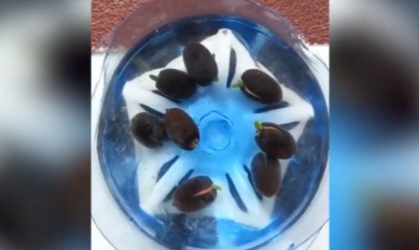 читатель асн24 нашел на чигиринском водохранилище семена лотоса, прорастил их и выиграл 5 000 рублей
