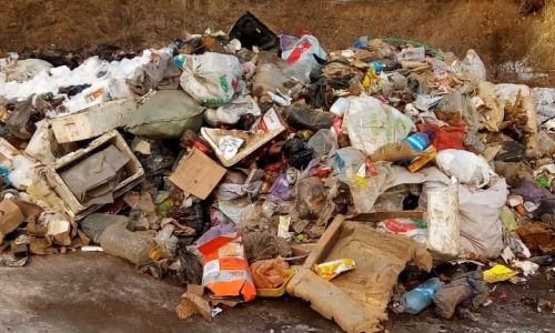 в россии выведут моль, уничтожающую пластик
