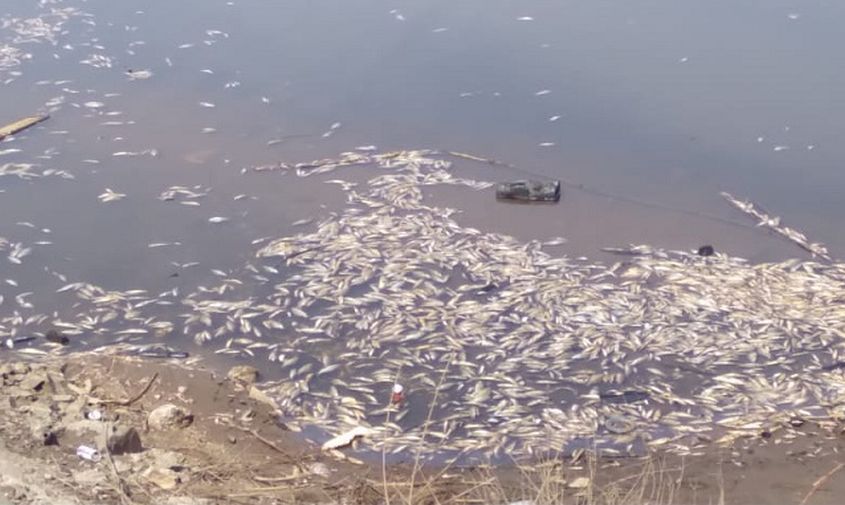 амурчанин предупредил о проблеме с замором рыбы в шимановском районе
