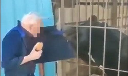 соцсети: медведь атаковал кормящего его благовещенца через клетку