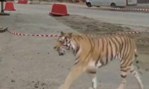 стройплощадке амурского гпз пририсовали тигра