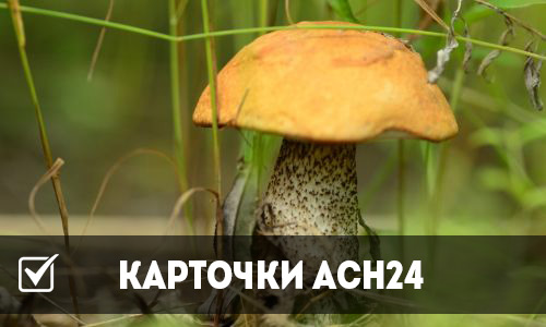 карточки асн24: важные советы для тех, кто собирается в лес по грибы да по ягоды