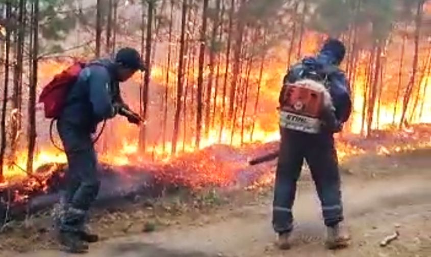четыре природных пожара действуют в амурской области
