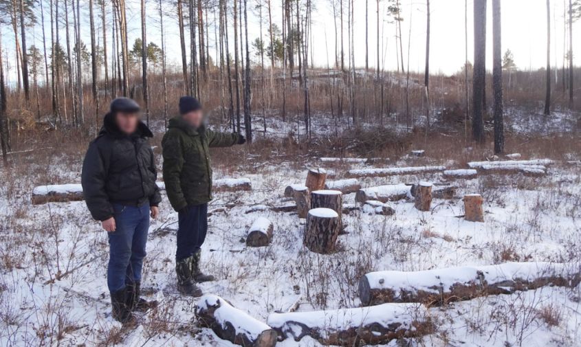 банда «черных» лесорубов вырубила в приамурье сосну и лиственницу на 13,5 миллиона рублей