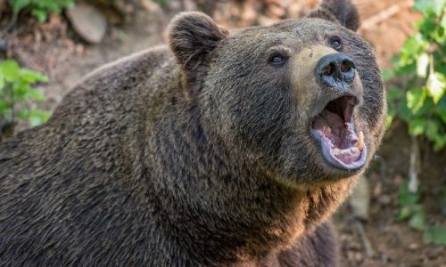 медведь загрыз пенсионерку на глазах у дачников на сахалине