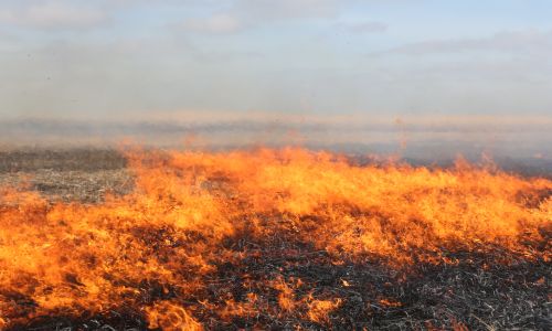 в архаринском районе потушили первые лесные пожары, возникшие 30 марта
