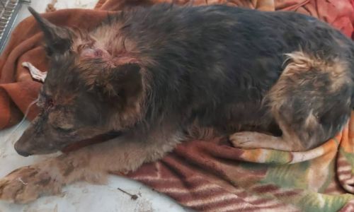 благовещенские зоозащитники выяснили, что найденных в контейнере псов били и душили
