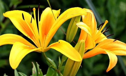 какие дарить цветы: определяем значение растений
