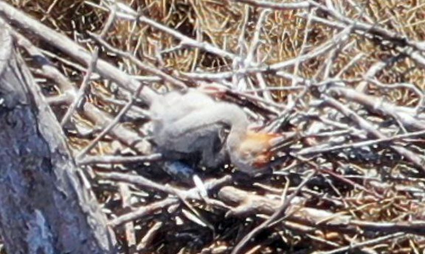 четыре новорожденных аистенка убиты в одном из гнезд в муравьевском заказнике 
