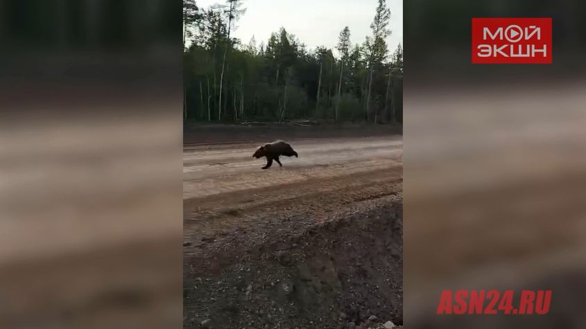 «бегут от пожаров или друг за другом»: житель зеи впервые встретился сразу с двумя медведями