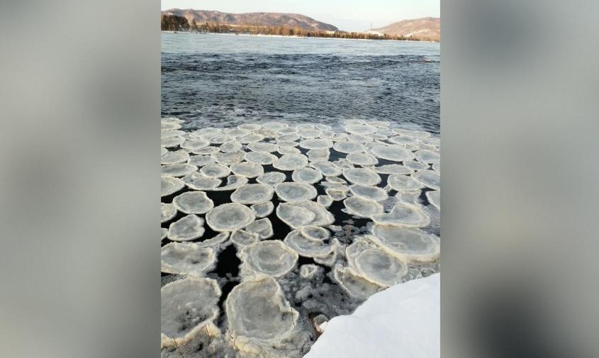 В Зейском округе природа «испекла блины» к Масленице