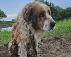 Четвероногие жертвы наводнения: амурчане бросают животных в затопленных селах
