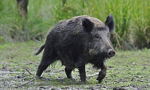 африканская чума свиней поразила диких кабанов в трех районах амурской области 
