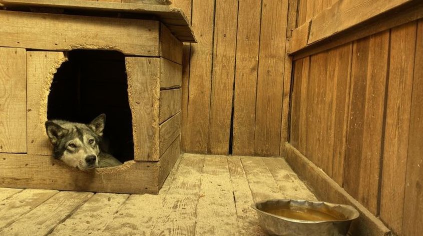 сергей самохвалов: «в некоторых амурских приютах создаются риски для здоровья животных»
