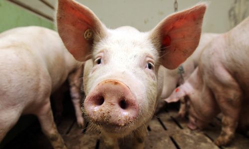 африканскую чуму свиней нашли в серышевском районе