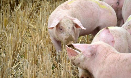 новые вспышки: африканская чума свиней добралась до шимановского района
