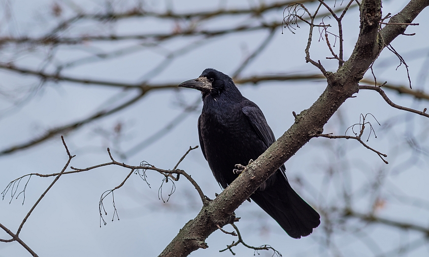В микрорайоне Благовещенска проводят рейды по отпугиванию ворон