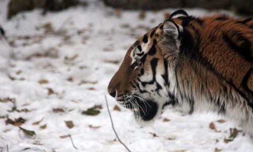 голодные и измученные: этой зимой тигры могут чаще выходить к людям
