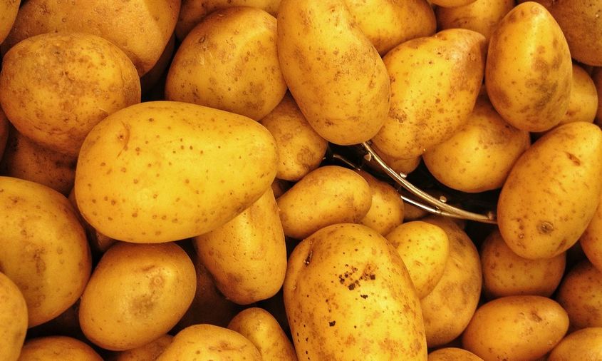 Сколько плодоносит картофель