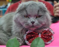 Кошачий обзор: в День кошек вспоминаем, что «Амурская служба новостей» писала про усатых-полосатых