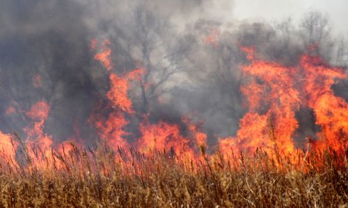 в амурской области зафиксированы первые лесные пожары