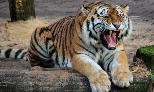 в хабаровском крае убили тигрицу-людоедку
