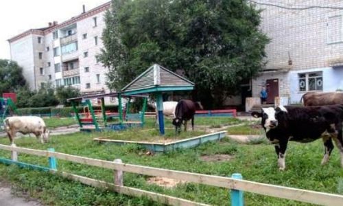 безнадзорные коровы оккупировали детскую площадку в шимановске
