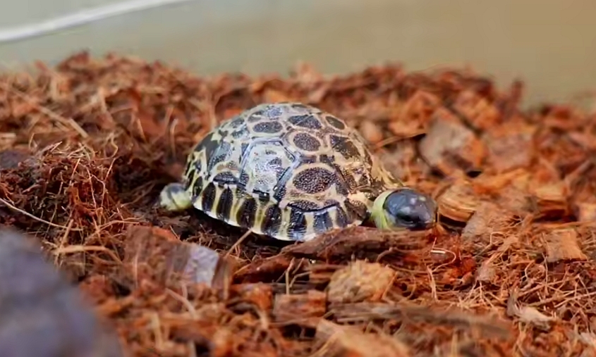 Вид на грани полного исчезновения: в России на свет появились три детеныша лучистой черепахи