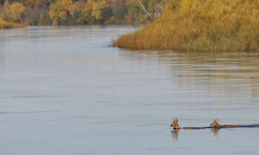 «косули — прекрасные «синоптики»: на реке норе завершилась массовая миграция диких козочек
