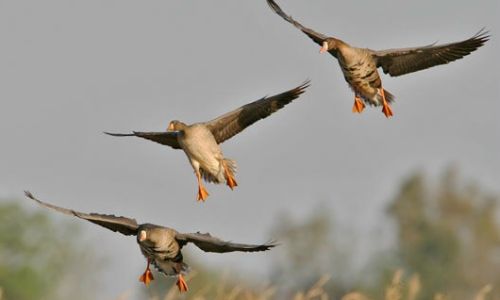 в приамурье усилены меры охраны мигрирующих птиц