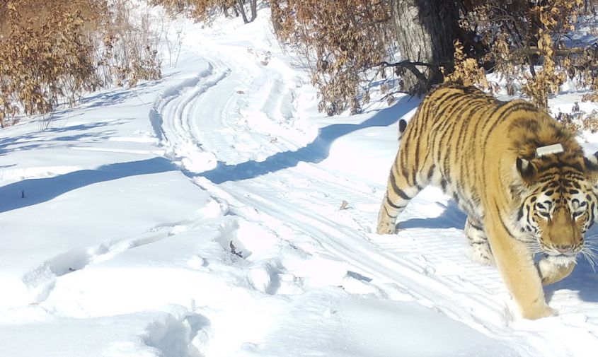 пополнение: тигрицу с тигренком обнаружили на юге амурской области
