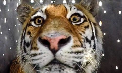 тигриная теория заговора: голосование по выбору клички для новой амурской тигрицы погрязло в спорах
