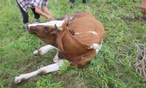 поголовная вакцинация коров началась в приамурье из-за вспышки инфекции в соседнем регионе
