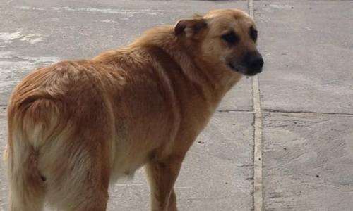 прокуратура: власти тынды ненадлежащим образом исполняли полномочия по регулированию численности бродячих собак
