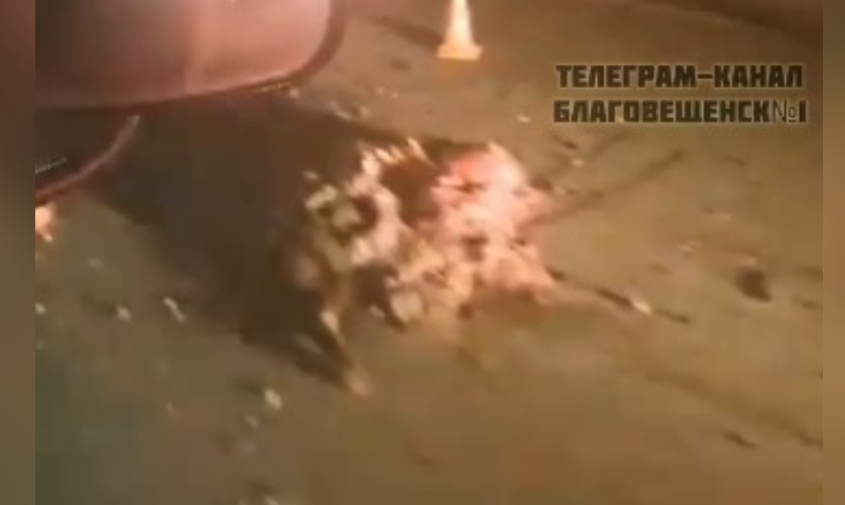 На подъезде к Свободному водитель сбил корову — животное отбросило на другой автомобиль