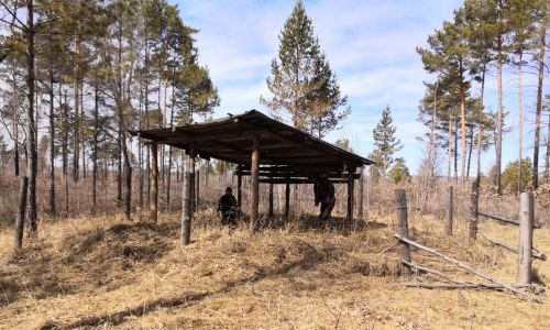 в свободненском районе началась ликвидация бесхозных скотомогильников 
