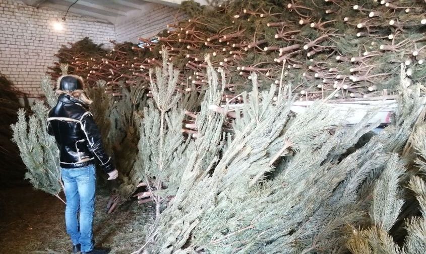 ели, пихты, сосны: цены на новогодние деревья в благовещенском лесхозе