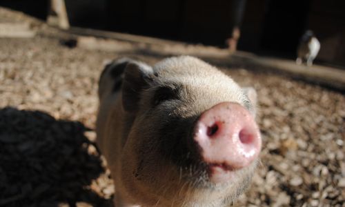 в амурской области наказали владельцев 20 свиней, нарушающих правила в зоне риска по ачс