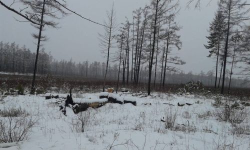 в амурской области на территории природного заказника вырубили леса на 7,7 миллиона рублей