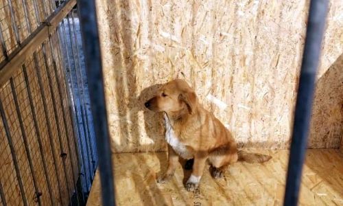 белогорские власти ищут приют для безнадзорных собак почти за миллион рублей
