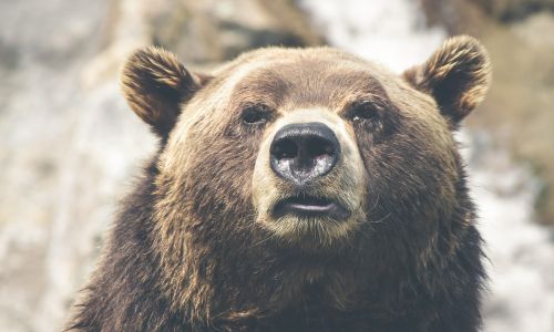 медведя заметили возле села сергеевки благовещенского района