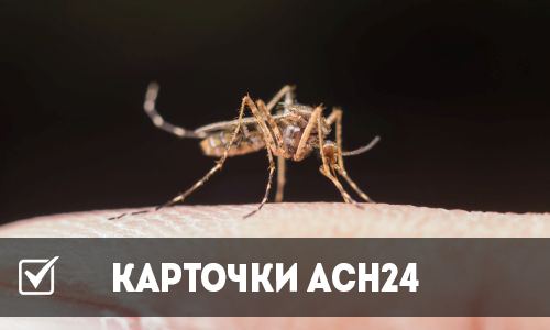 карточки асн24: комары переносят коронавирус?