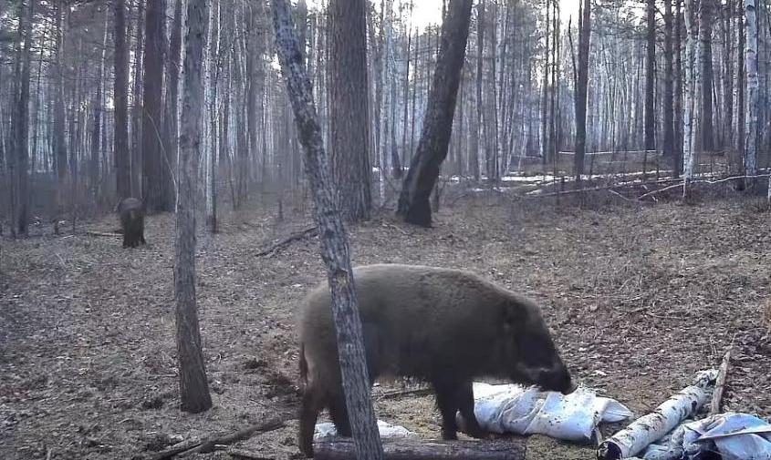 «Дружба народов»: в Сковородинском округе фотоловушка сняла медведя и кабана (ВИДЕО)